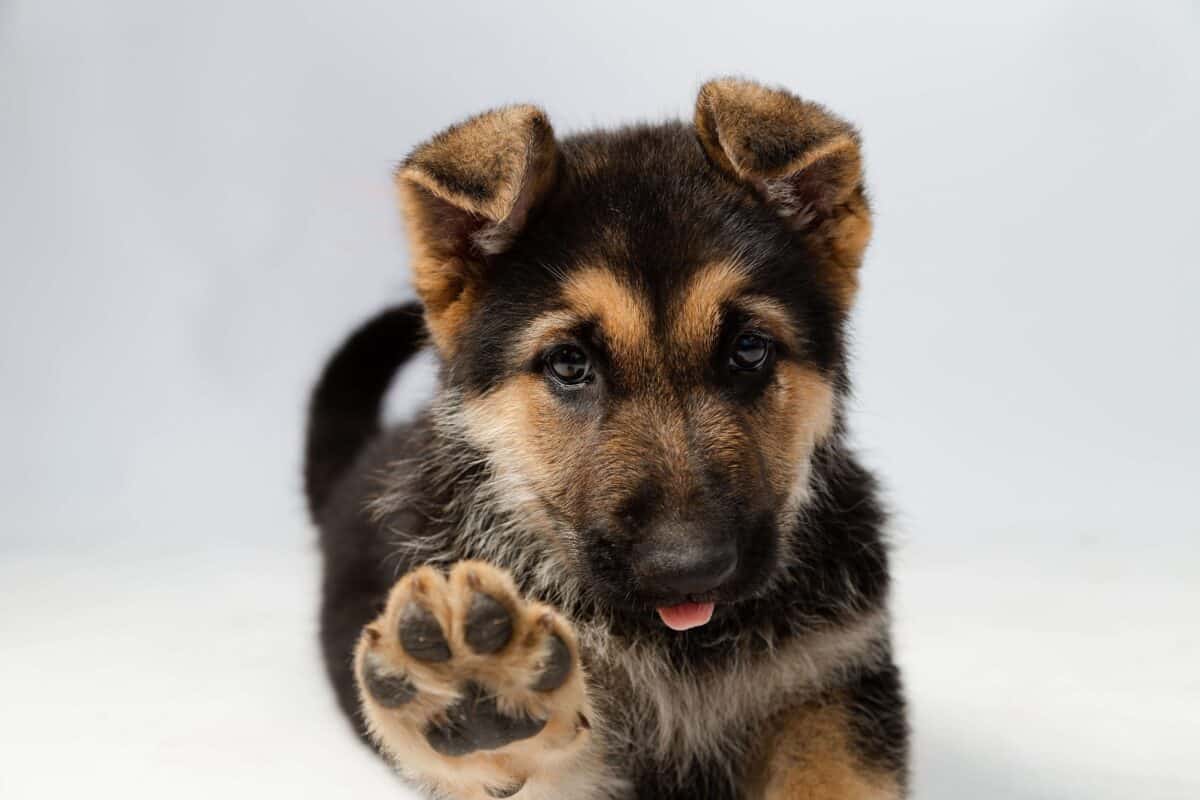 Grooming a puppy deals