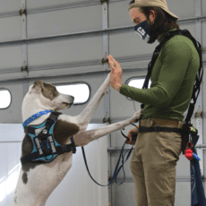 Dog High Five