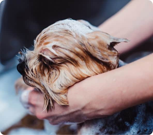 Dog in bath being bathed by a groomer in training