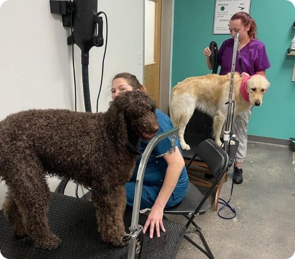 Students in dog grooming class at the APC learning to blow dry dogs