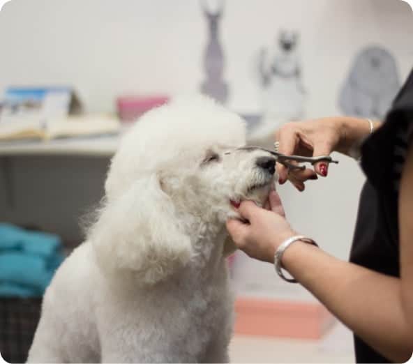 Free Online Dog Grooming Course