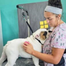 APC student in training brushing a dog on grooming table