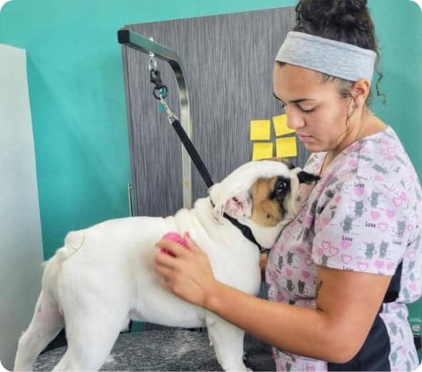 APC student in training brushing a dog on grooming table