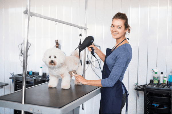 Female Groomer Drying a Bichon