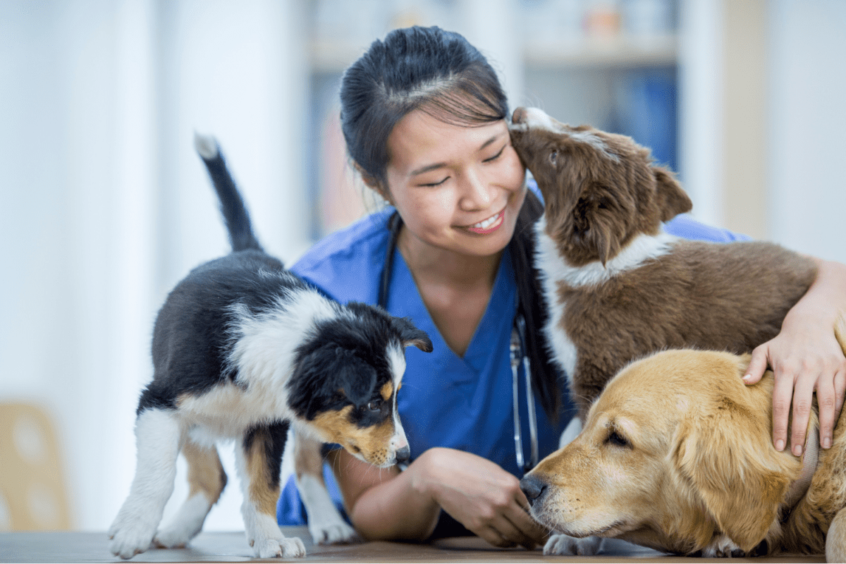 Female vet assistant playing with puppies