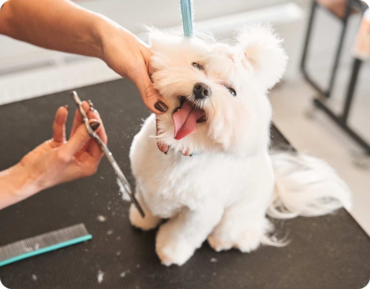 Small dog being trimmed by student in dog grooming classes at the APC