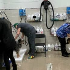 Dog grooming students learning to bathe