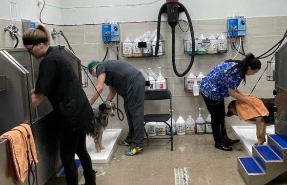 Dog grooming students learning to bathe