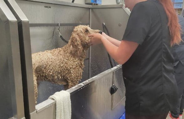 Poodle getting bathed in tub