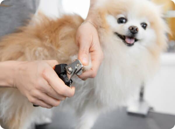 Dog grooming student practicing nail clipping