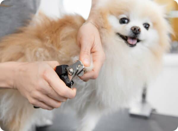 Student in dog grooming class at the APC practicing nail clipping