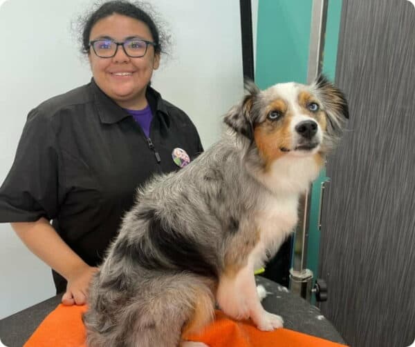 Dog grooming training school student posing with aussie