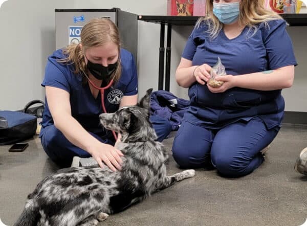 APC vet assistant program students doing a health check on small dog