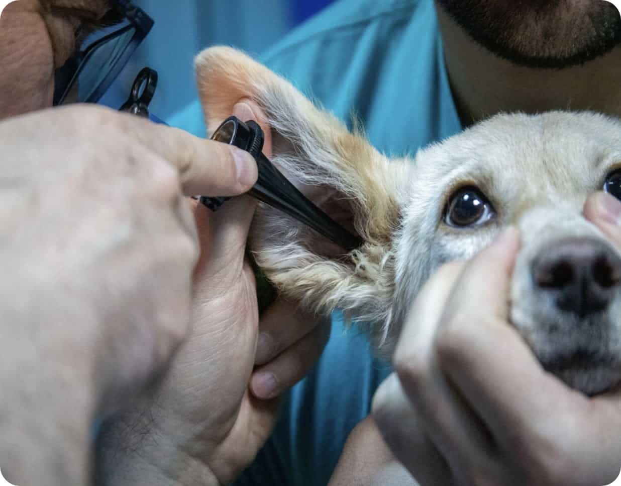 vet assistant training to check ears for infection.