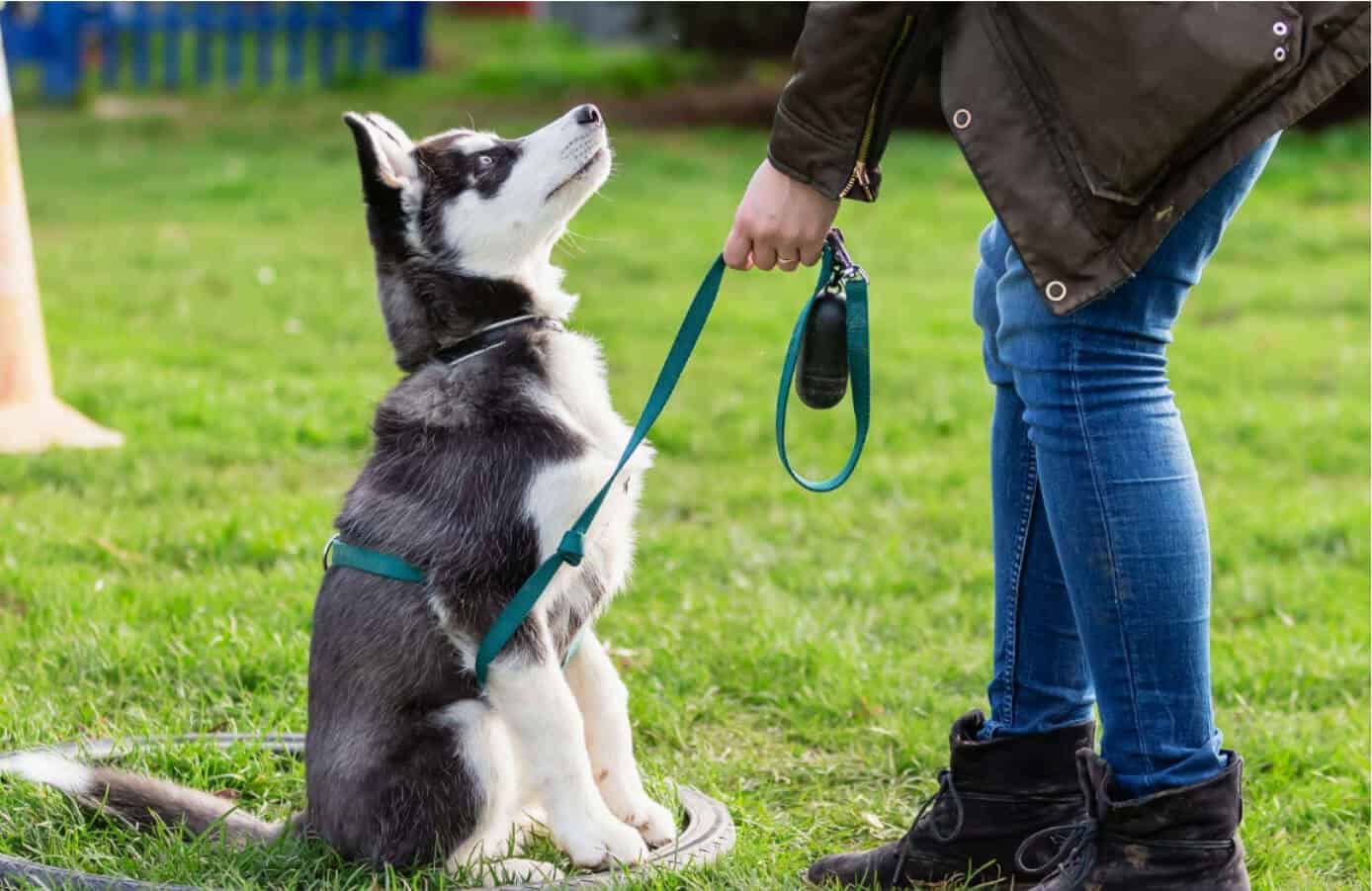 Woman training husky puppy at in-person dog training school