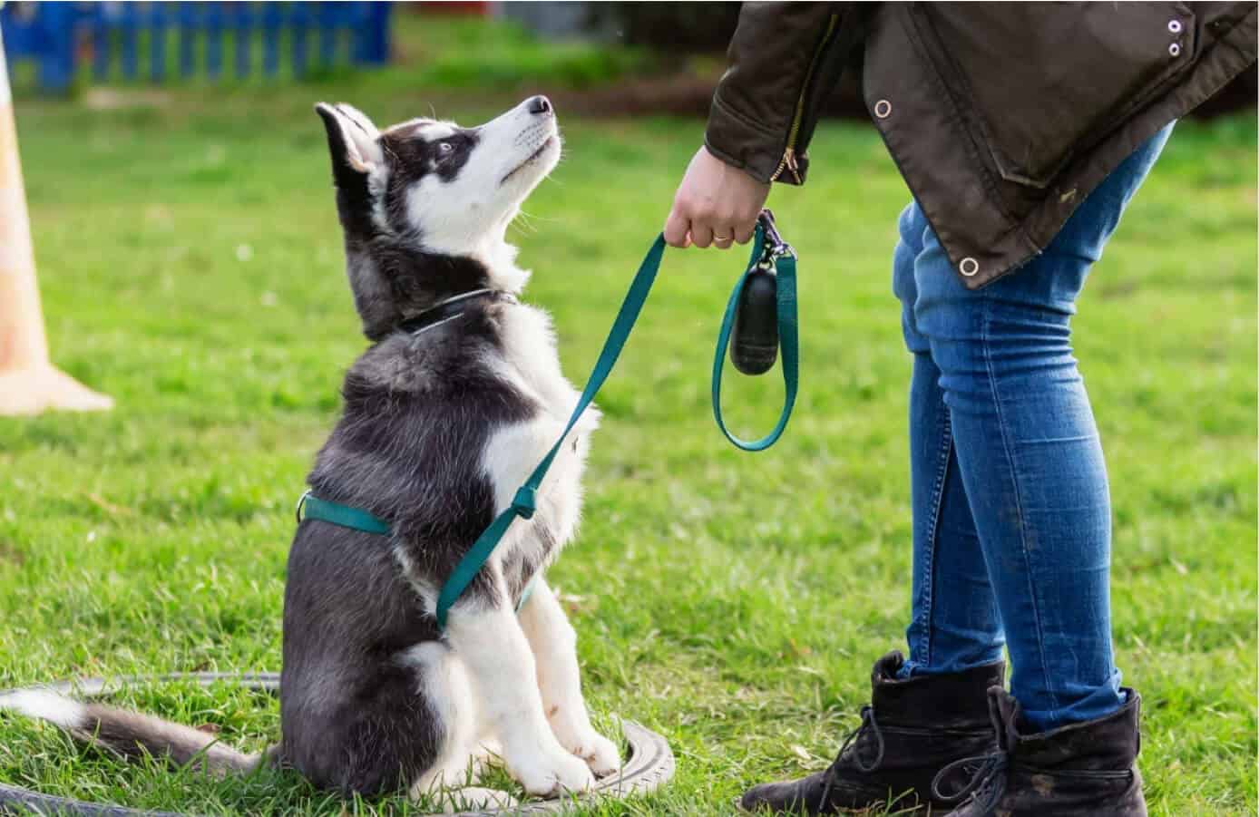 Dog training