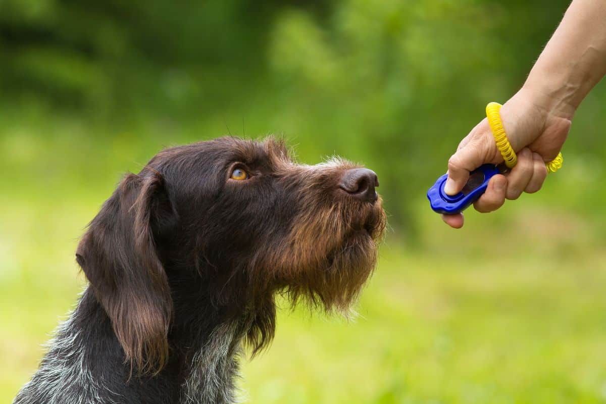 Dog Training Methods