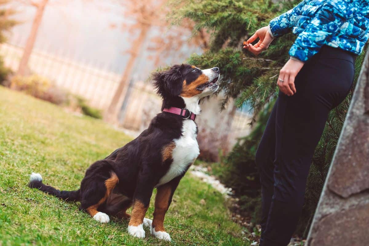 Dog Training Qualities