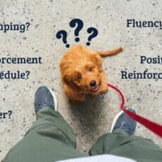 Glossary of 120+ Dog Training Terminology