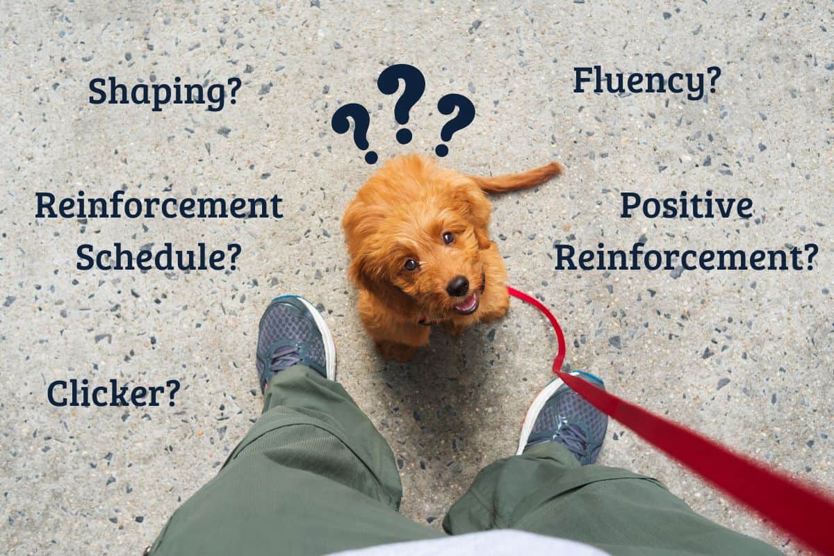 Glossary of Dog Training Terminology