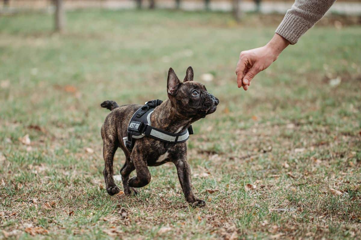 How to choose a dog trainer