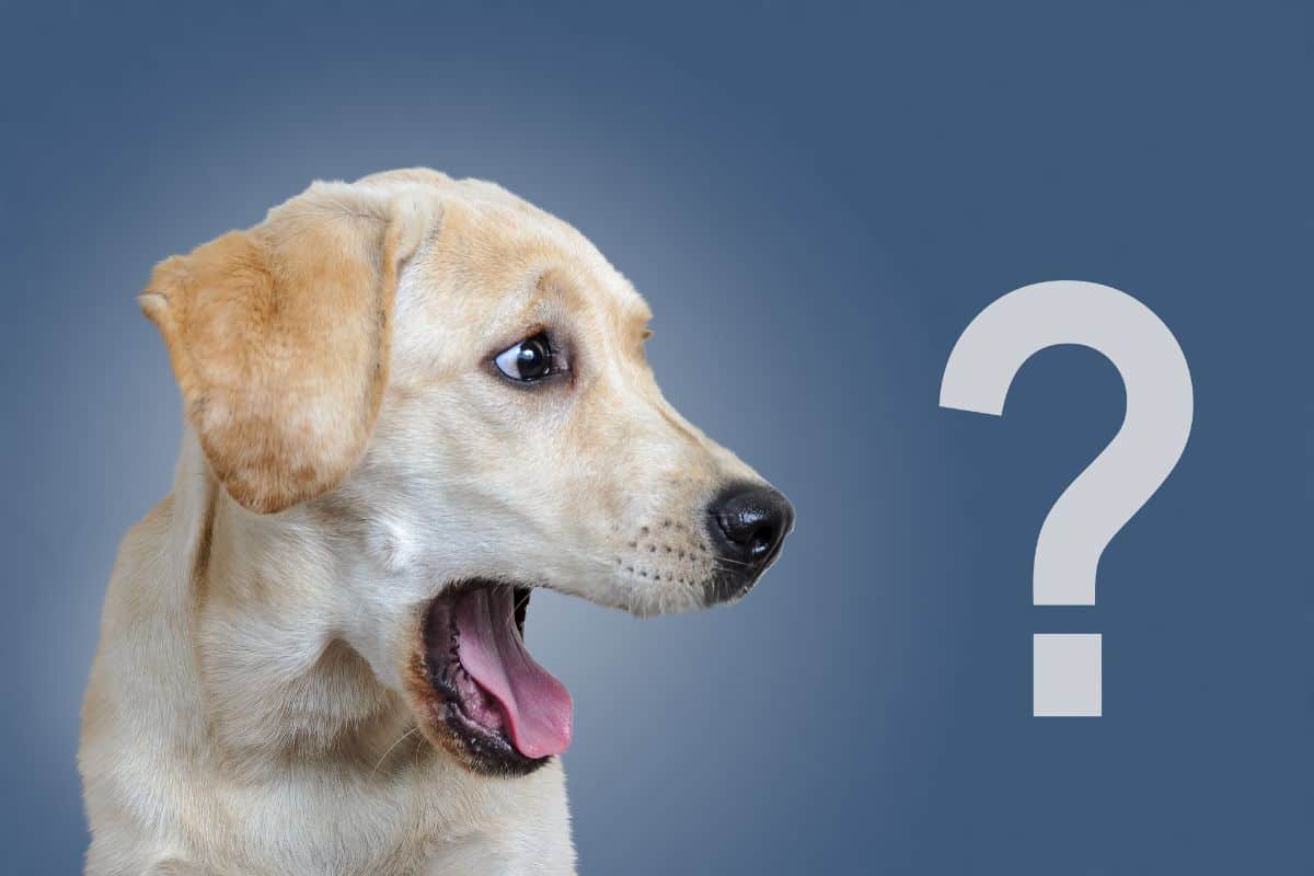 Questions to ask a dog trainer
