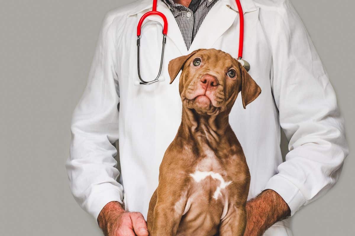 Veterinary Jobs & Careers