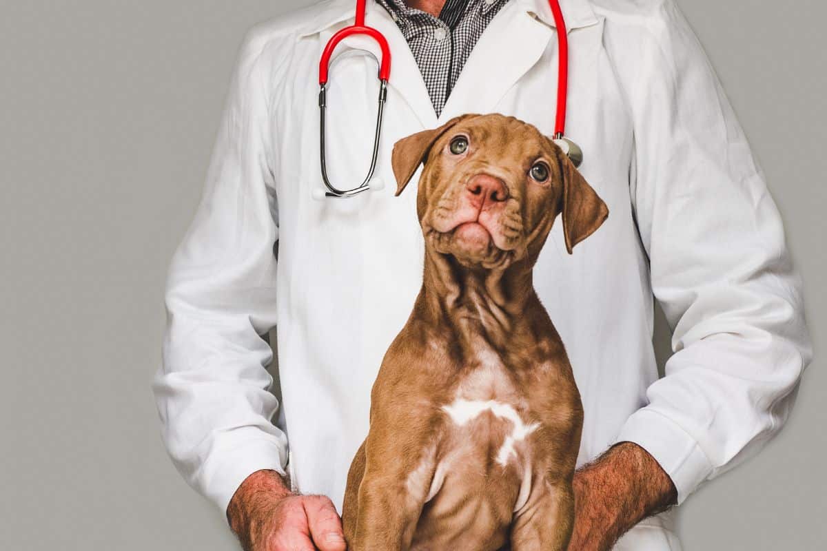 Veterinary Jobs & Careers Veterinary Jobs & Careers