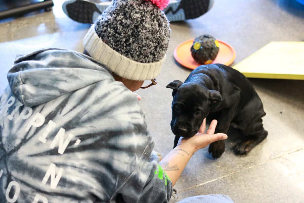 dog trainer training without a license