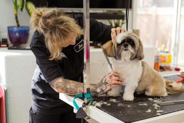 learn to become a pet groomer