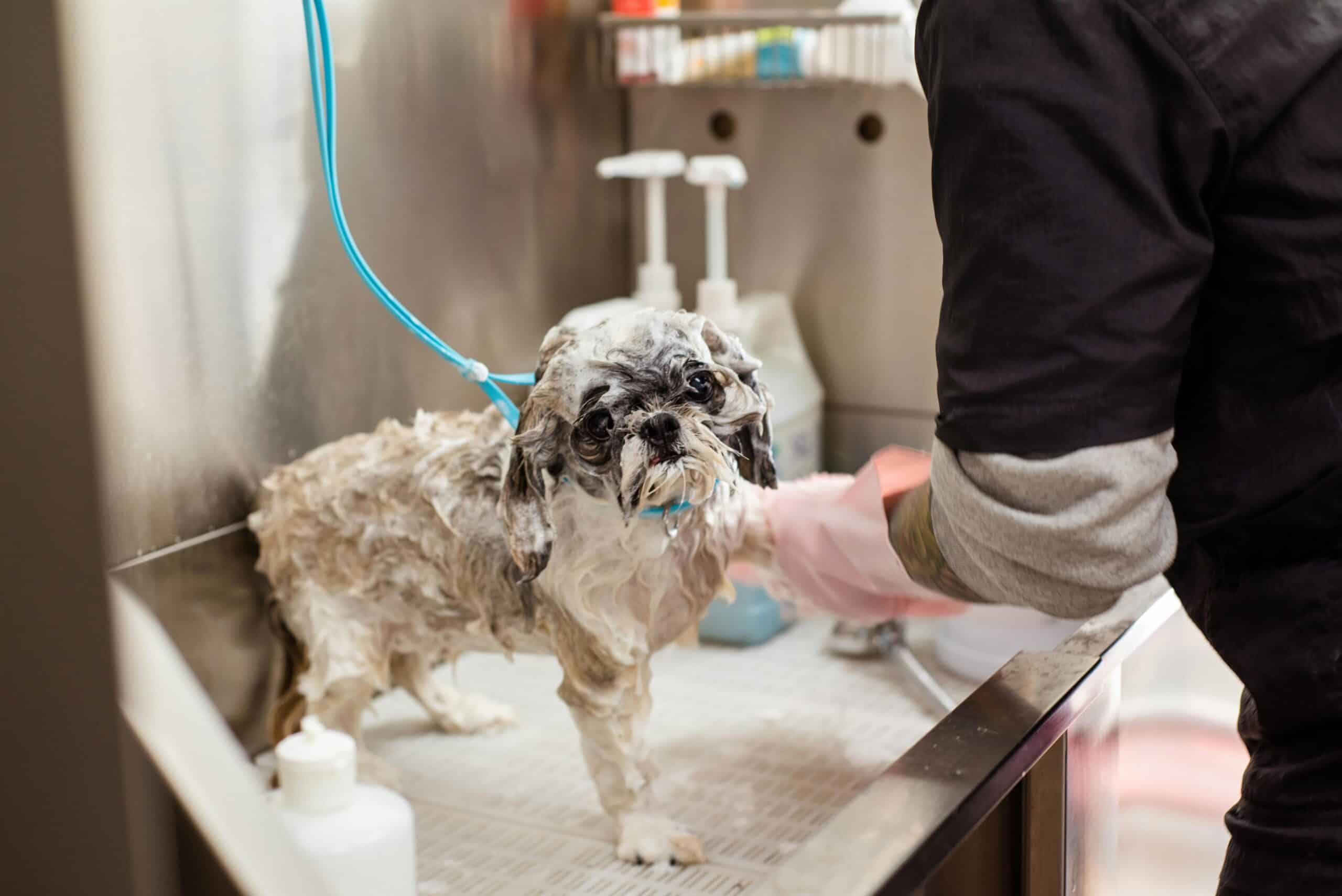 dog grooming as a career