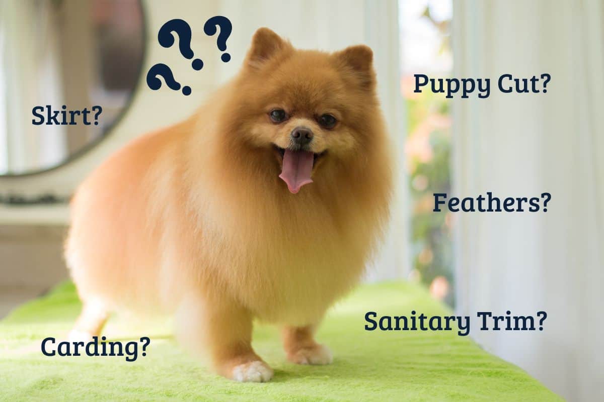 Glossary of Dog Grooming Terminology