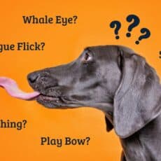Glossary of Canine Communication Terminology