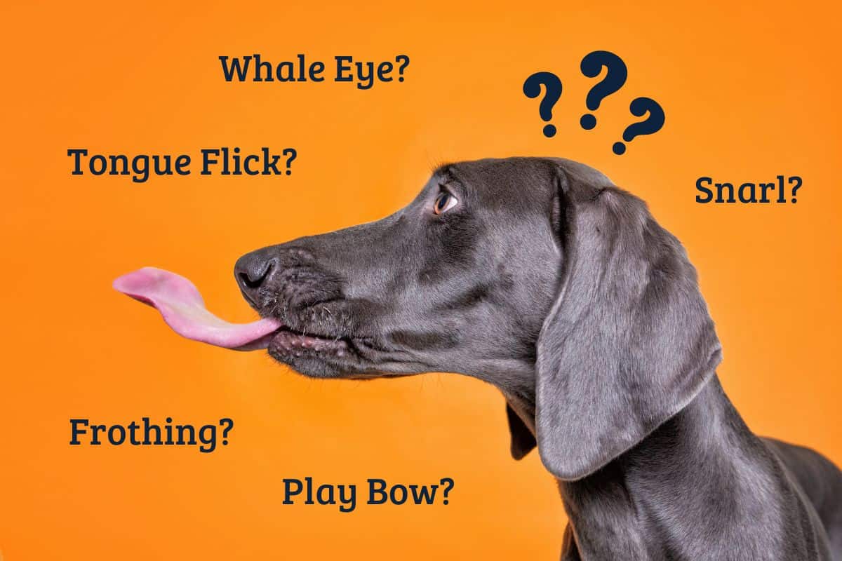 Glossary of Canine Communication Terminology