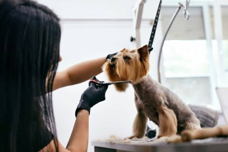 How Much Is Dog Grooming Understanding Grooming Costs