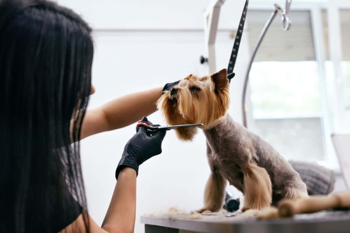 How Much Is Dog Grooming: Understanding Grooming Costs