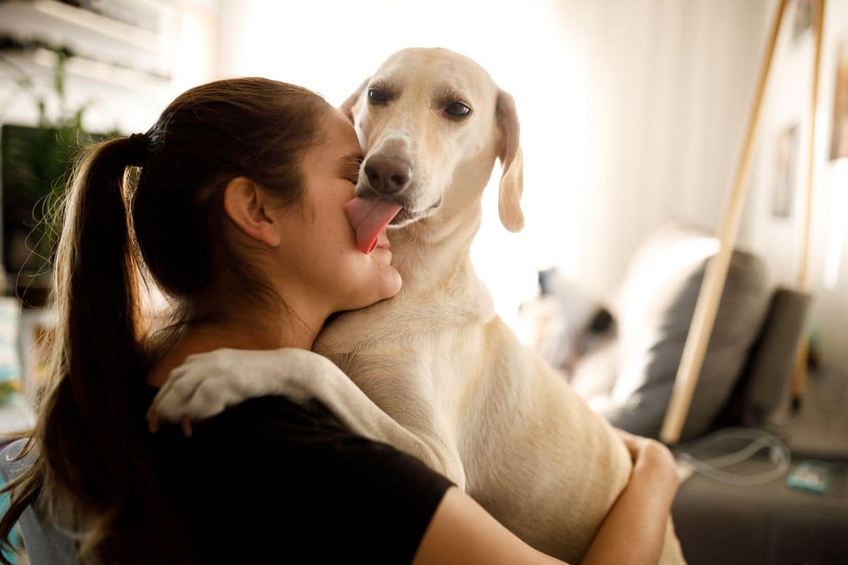 Understanding Why Dogs Lick You?