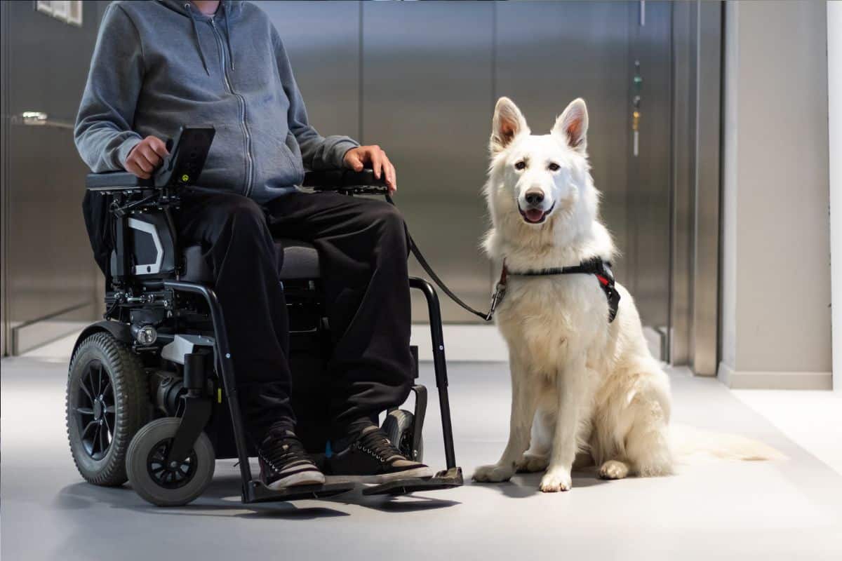 Become A Service Dog Trainer Become A Service Dog Trainer at The Academy of Pet Careers