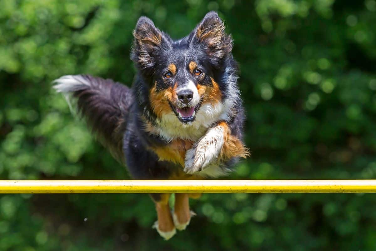 Learn Dog Sports Agility Dock Diving Trebball Disc Dog