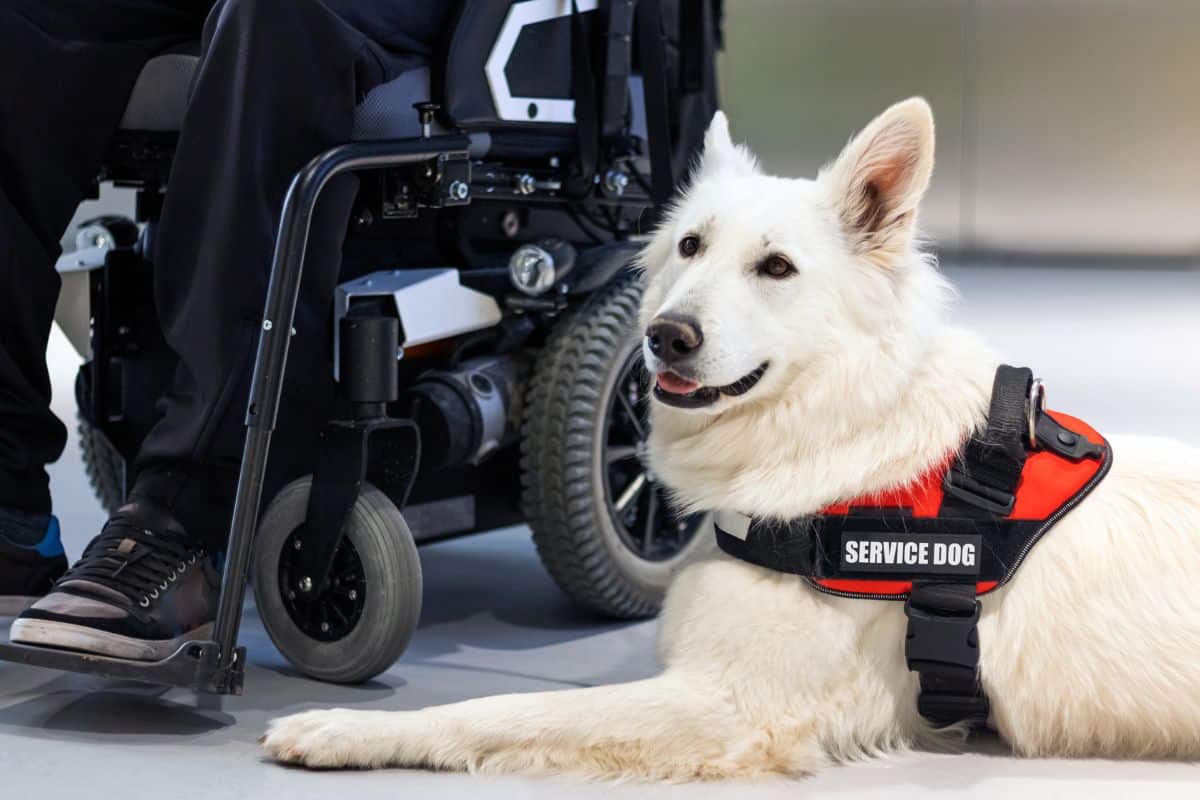 Service Dog Training Guide