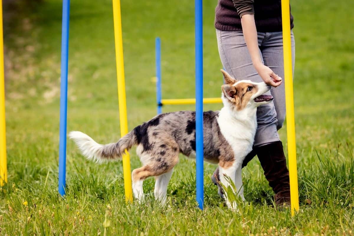 Become A Dog Sport Trainer at The Academy of Pet Careers