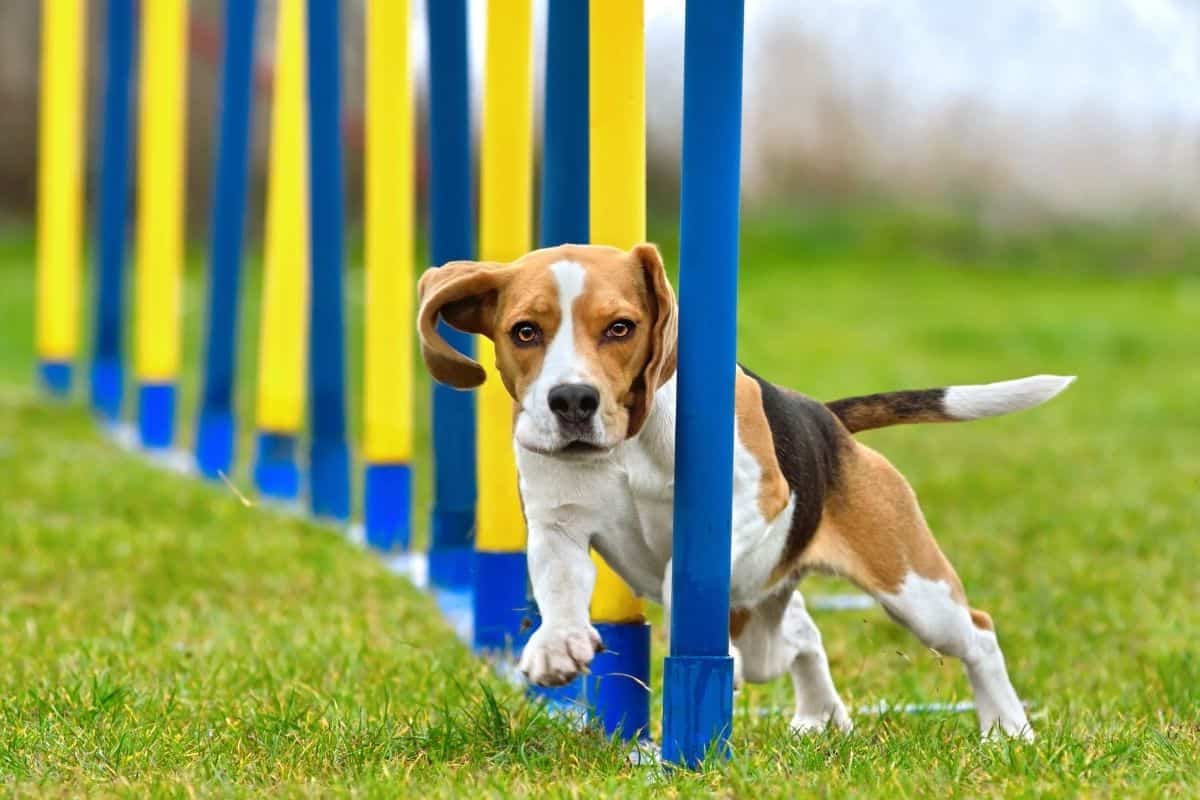 Canine Agility