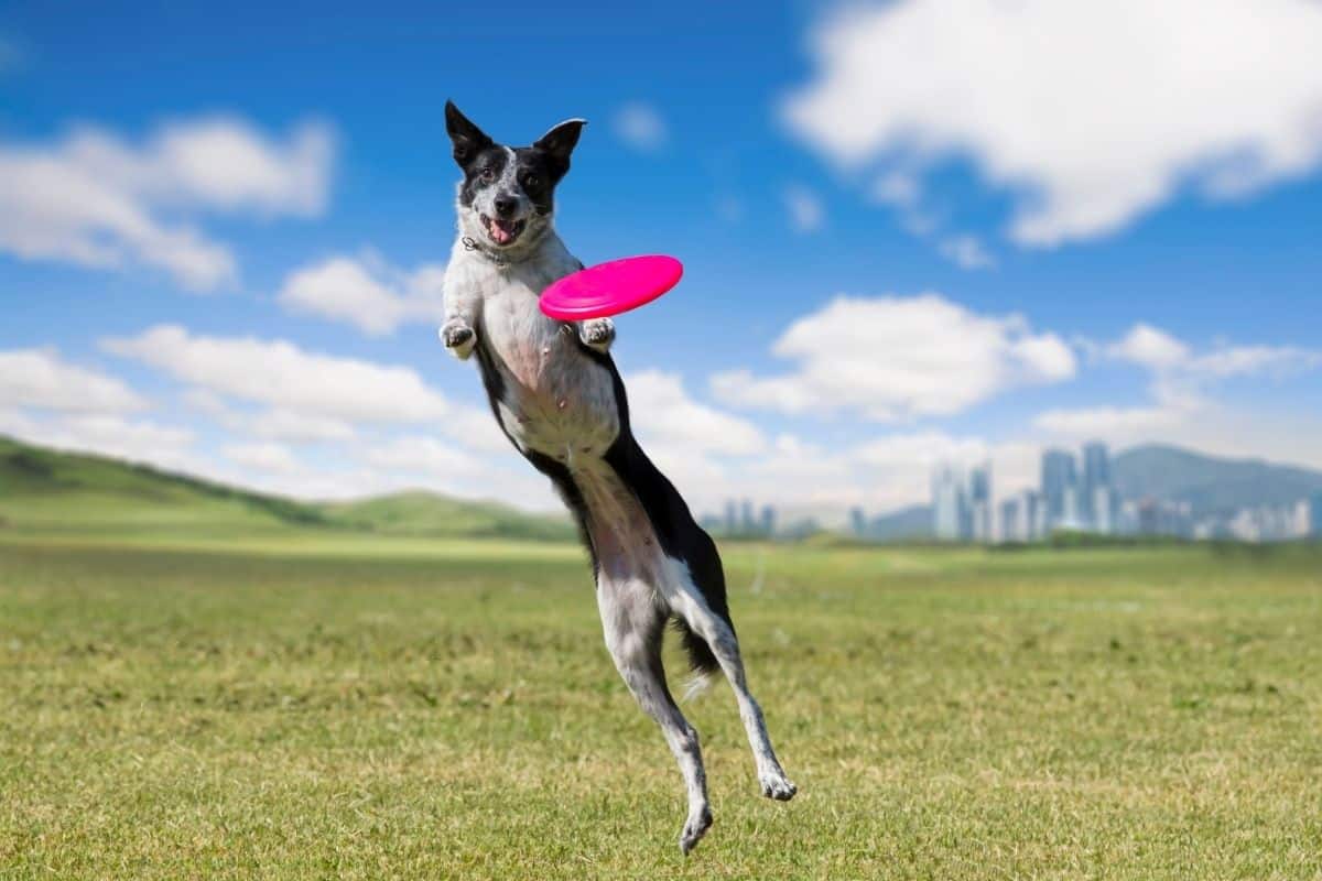 Dog Frisbee