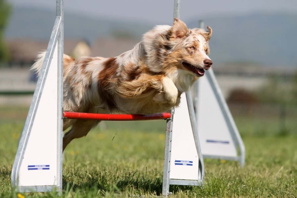 Dog Sports