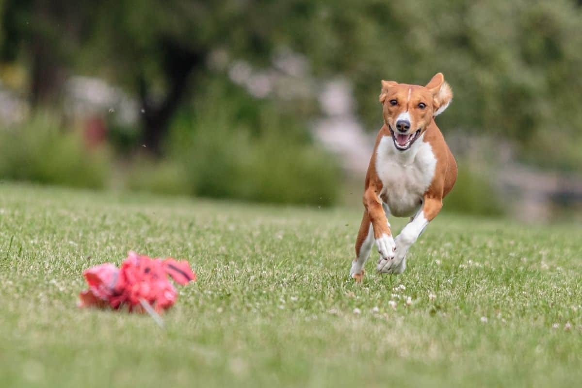 Fast Cat Lure Coursing