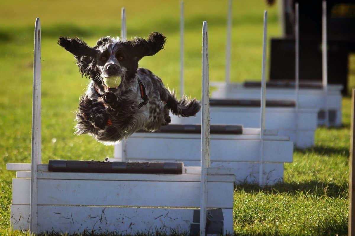 Flyball