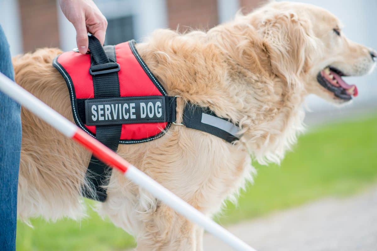 Service Dog Certification Myths