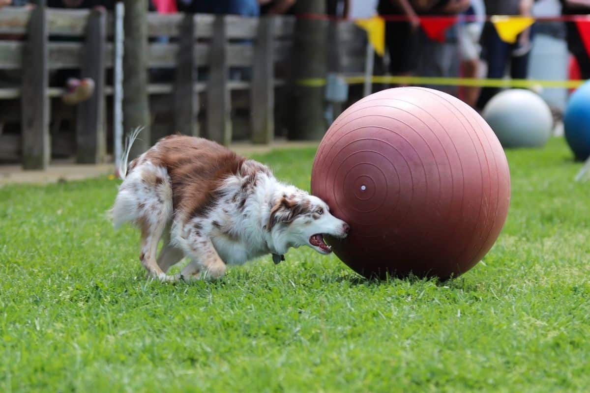 Treibball Treibball