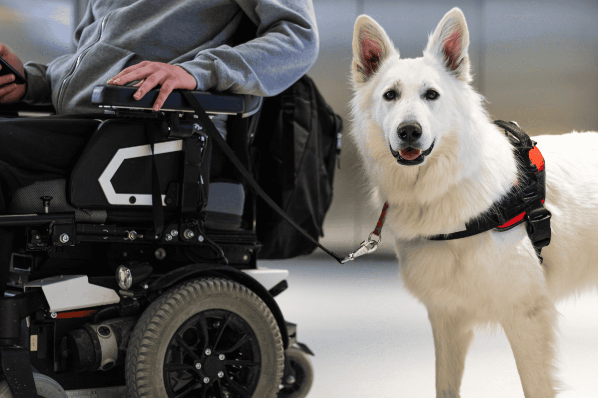 the cost of service dog training