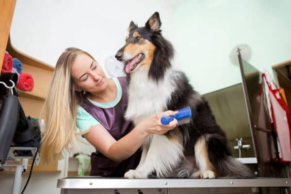 how do i start my own grooming business